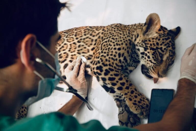 Rescatada en Santa Cruz cuando era apenas una cría, Yaguara volvió a la selva boliviana.jpg